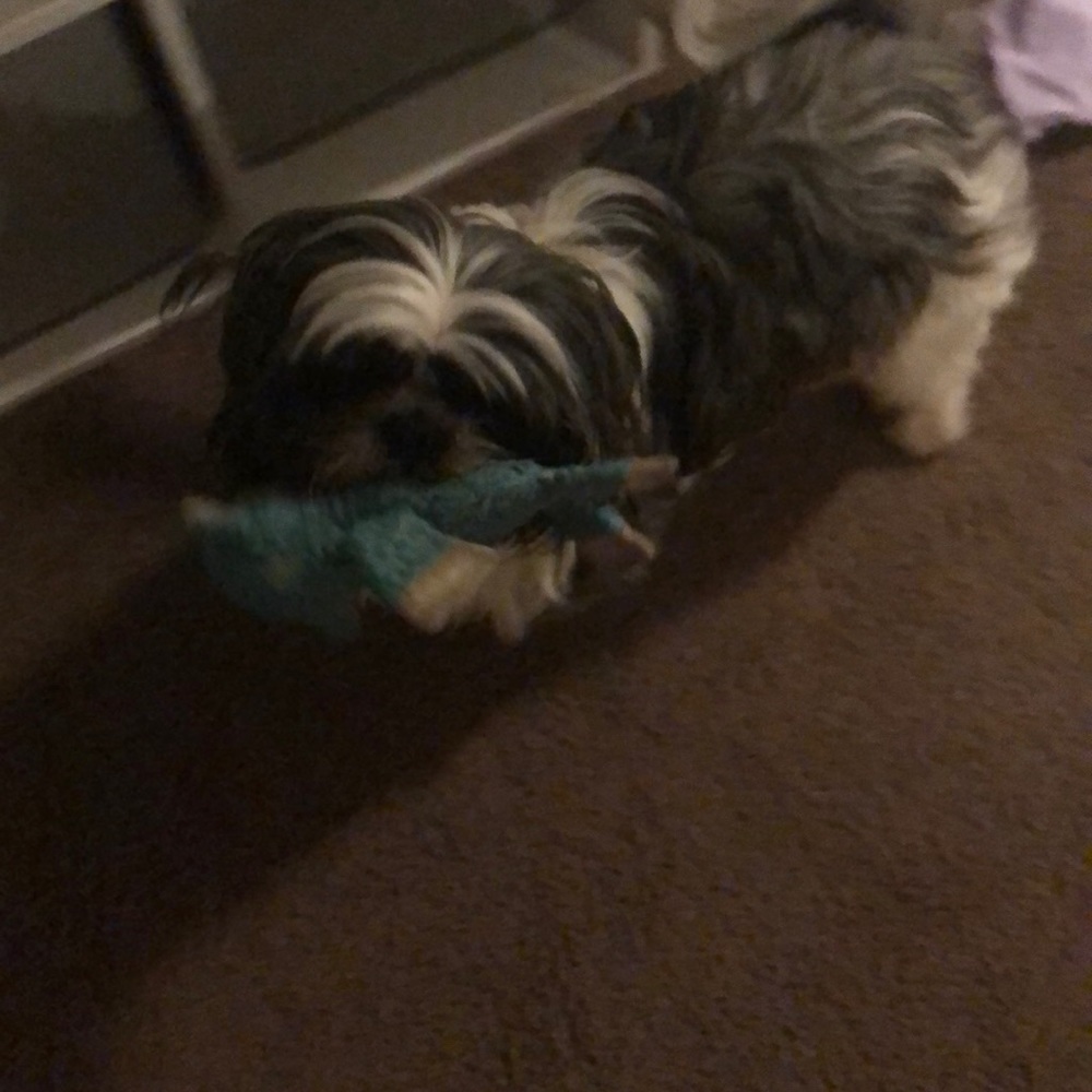 Meet your Posher, Samantha